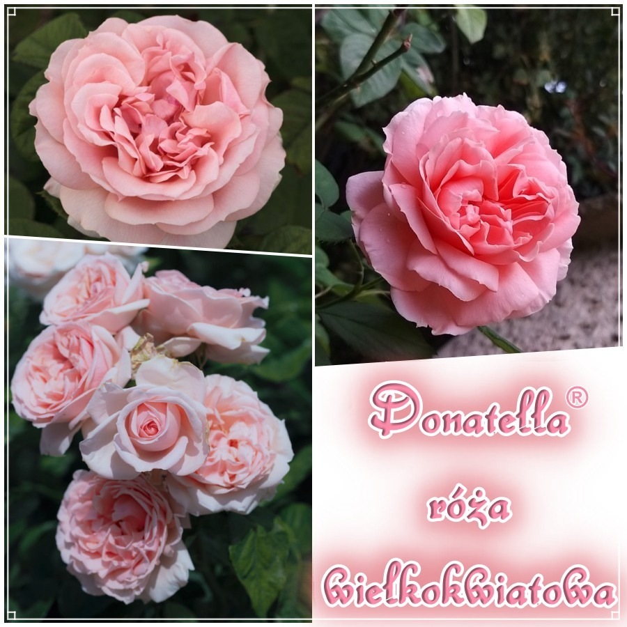 Róża wielkokwiatowa DONATELLA